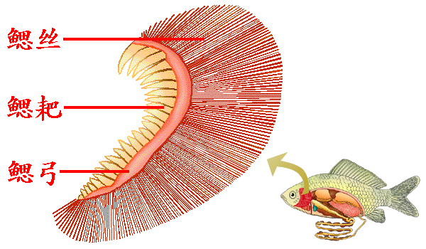 其长短疏密因种和食性而异.如杂食性鳃鱼,鳃耙的疏密程度适