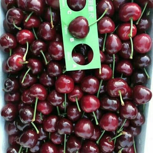 烟台大樱桃!太好吃了!