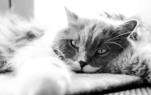 又累又困想睡觉的可爱萌宠