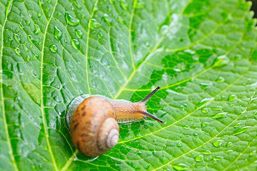 蜗牛,叶子