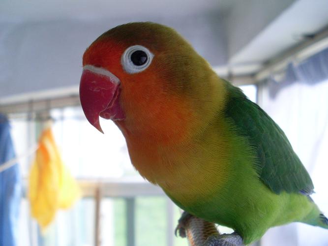 展开全部 是小型鹦鹉么,牡丹鹦鹉吧