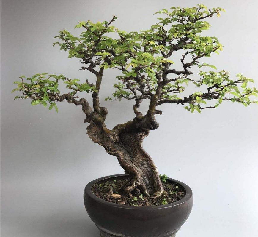 野外有哪些树种适合做成盆景常见的5种树木做成盆景各有千秋