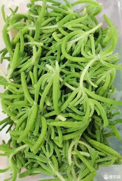 非洲冰草冰山美人冰草苗雪山冰草南非冰草二代货源紧张