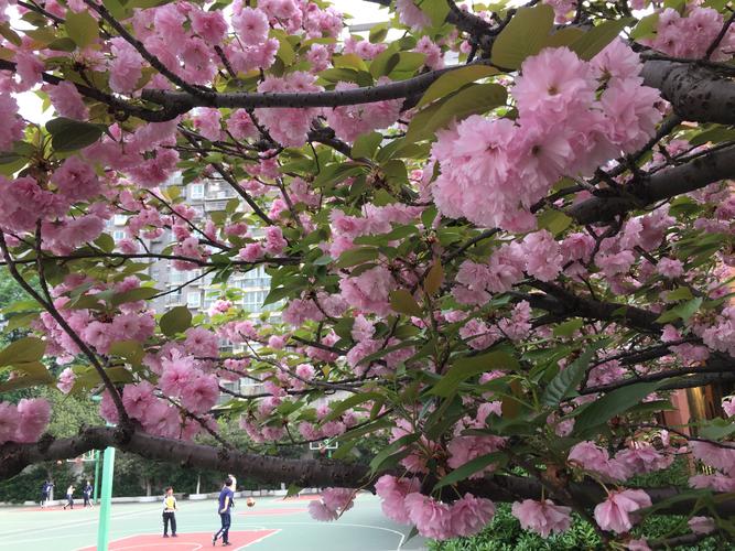 与春天相遇61与樱花同芳首届校园樱花节圆满落幕