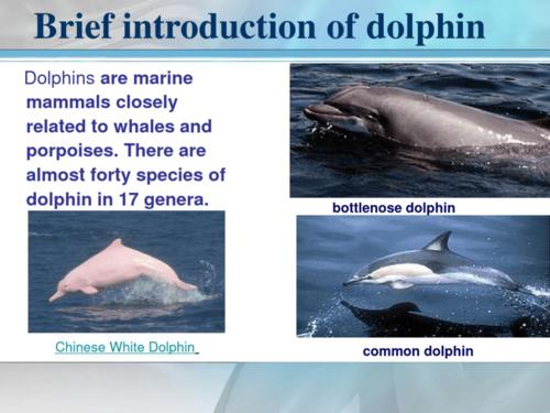 【管理】海豚英语介绍dolphinpresentation汇编.pdf 18页