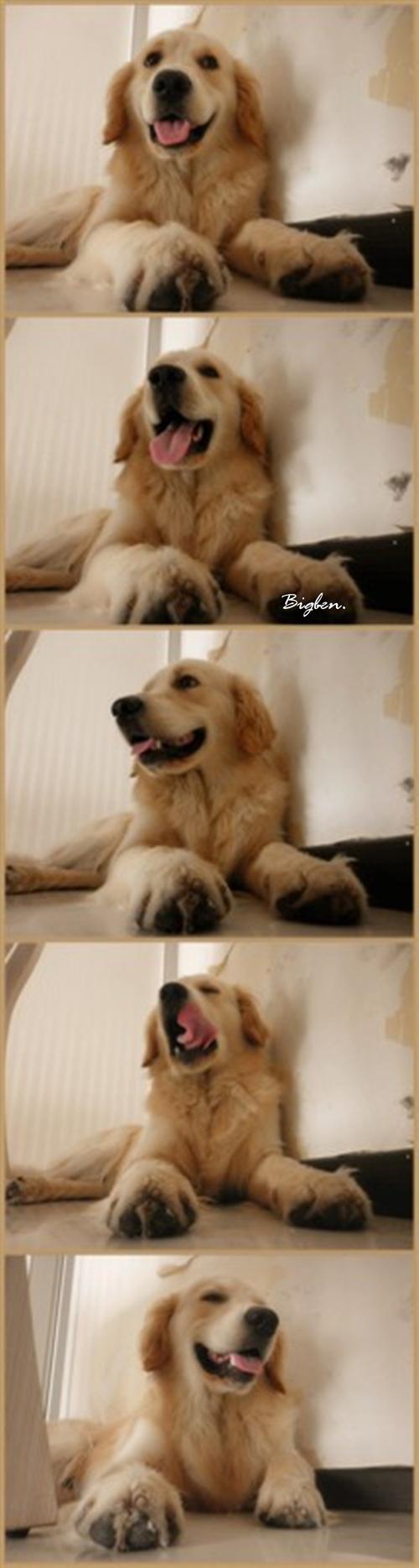 旁边的墙纸,全部是它自己撕掉的.看罪犯笑得多灿烂啊.