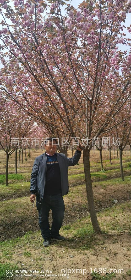 供应现货批发樱花树基地种植园林现挖现卖日本晚樱型号齐全樱花树