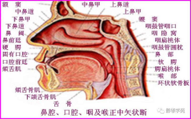 儿童腺样体肥大影像表现及诊断标准