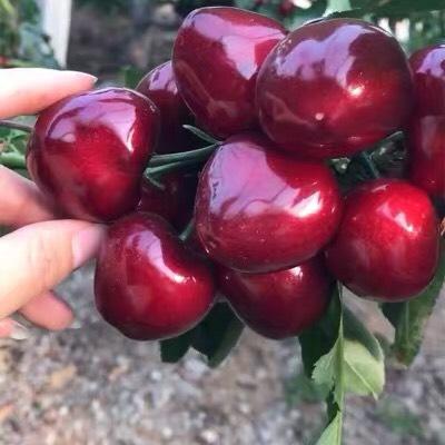 俄罗斯8号樱桃苗