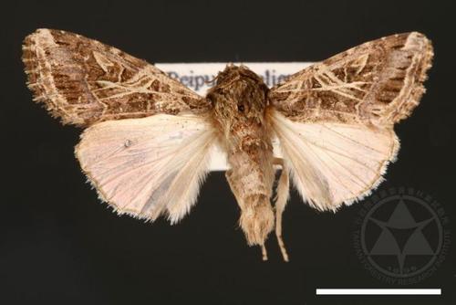 spodoptera litura [ 斜纹夜蛾][collection_id : 00002793]
