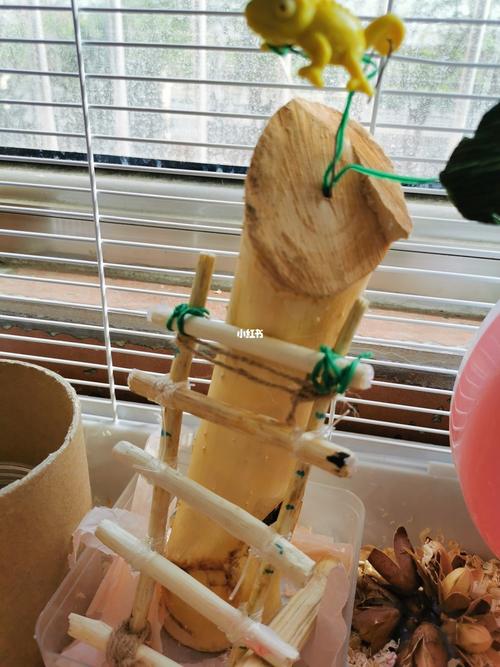 家有仓鼠91自制粮食和玩具_仓鼠_玩具_宠物_积木_椰子_我的萌宠