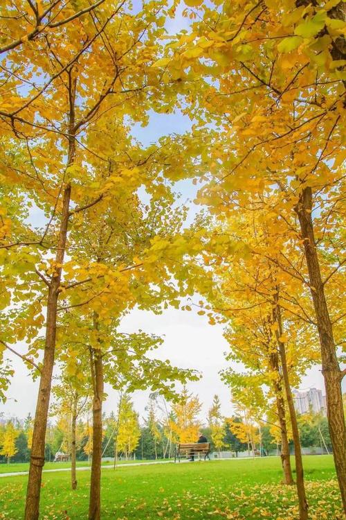 又是一个明媚的秋天清晨早安