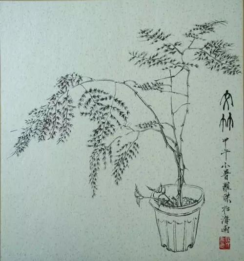 花时|文竹(asparagus setaceus)