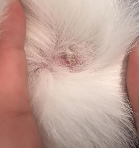 真的是猫癣/猫藓 求助大家