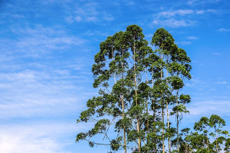 桉树图片素材_免费下载_jpg图片格式_vrf高清图片_摄