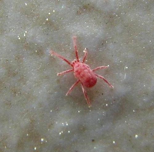 我家有一种虫子,全红的,是很鲜艳的红,又像蜘蛛又像蚂蚁,不知道是什么