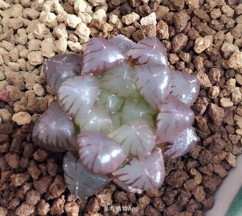 大棚直销紫姬玉露黄熊桃蛋樱水晶帝玉露绿熊,加q158699515或旺旺lpy