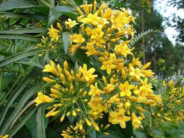与金银花很像的断肠草