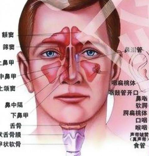鼻炎久治不愈快来试试这款鼻炎膏鼻炎患者的福音来啦