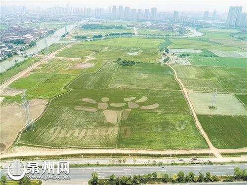 晋江九十九溪流域田园风光拓展区五幅稻田彩绘初见雏形