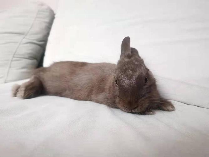 你的回应回应请先登录, 或注册领养兔子2798人聚集在这个小组加入小组