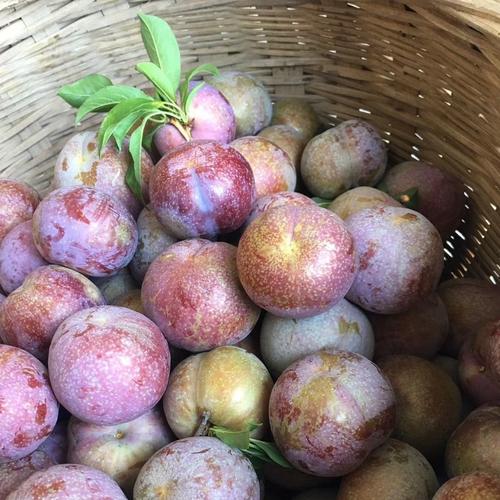 三华李大果李子新鲜现摘现发广西脆李双华李当季孕妇水果红心李果