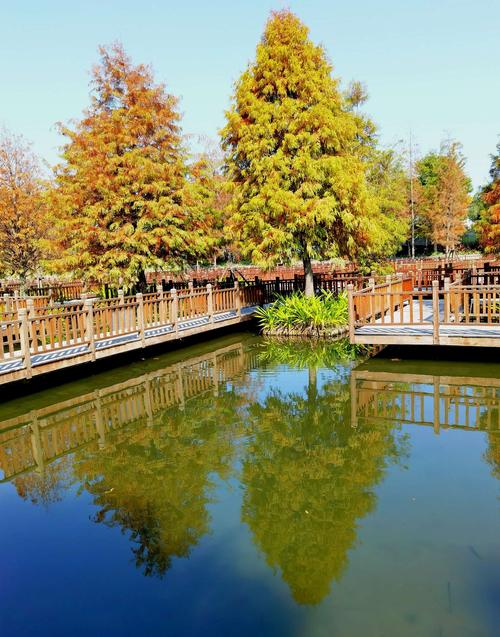 2020年12月园博苑,五缘湾湿地公园落羽杉游记