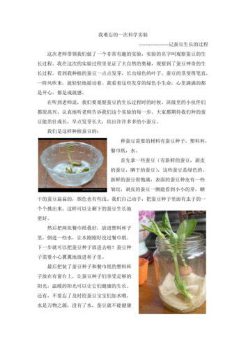 蚕豆生长记录手抄报 手抄报图片大全