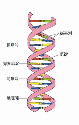 dna结构示意图(图片源自网络)