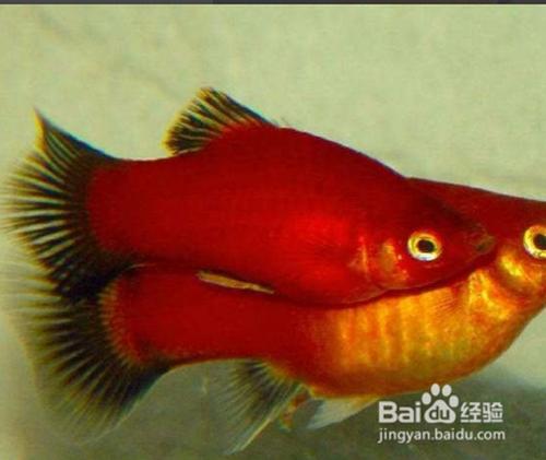 黑玛丽鱼怎么分公母?