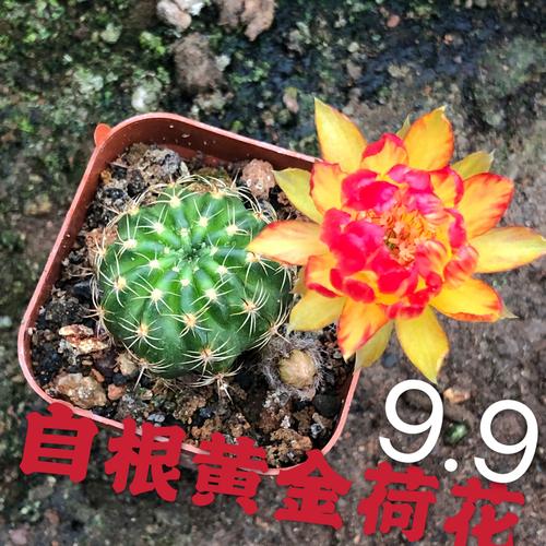 an7 荷花 黄金荷花专区 丽花属 仙人球 开花漂亮
