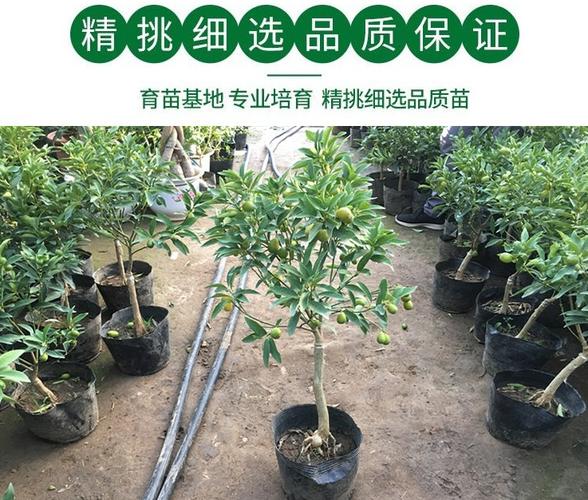 金桔树盆栽带果食用四季结果客厅室内观赏小金钱桔子苗橘子树果苗
