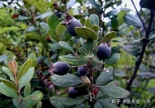 桃金娘,又名山捻,稔果,是一种山岭野果,七八月成熟的时候,浆果呈卵状