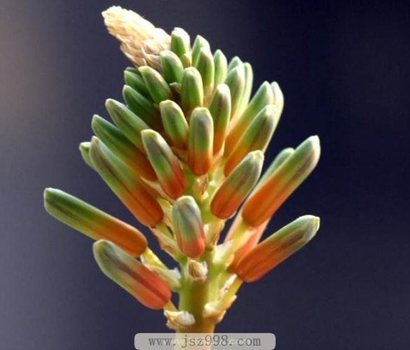 芦荟花代表什么?芦荟开花是个好兆头吗