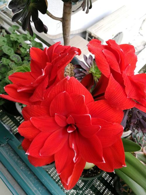 难怪要叫双龙了,虽然是荷兰朱顶红,但是妥妥的中国红啊!加分!