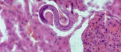 犬弓首蛔虫在犬体内的发育