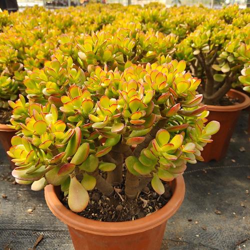 玉树姬红花月云南大盆老桩基地货价花园阳台多肉植物