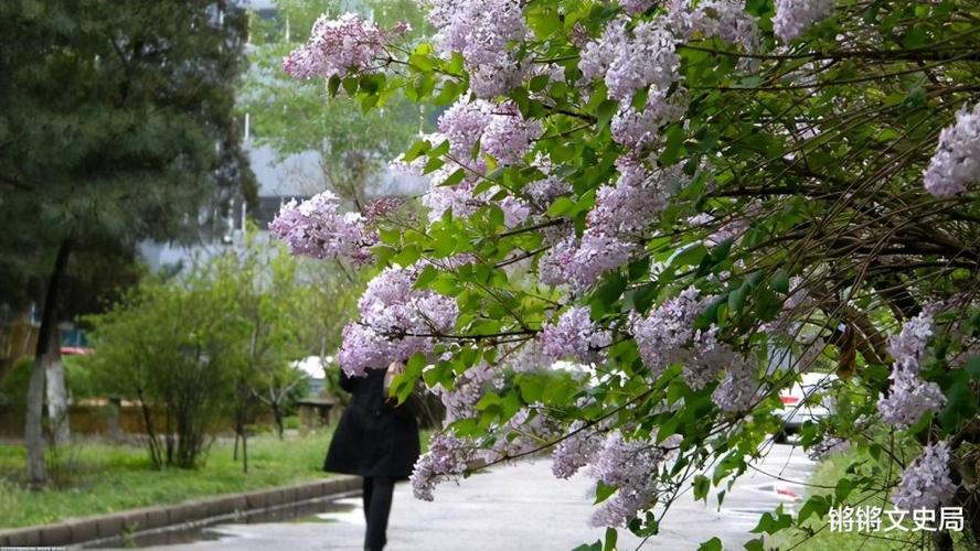 还记得2002年爆红的《丁香花》吗?那坟前开满鲜花,唱的亡者是谁?