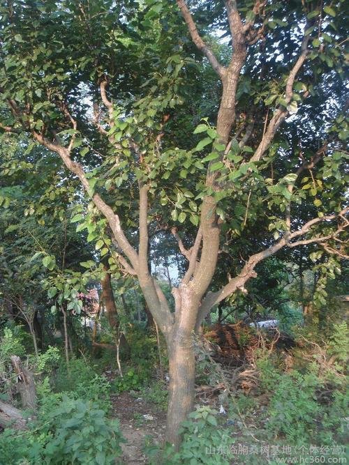 供应绿化桑树15----20大型桑树园林桑树