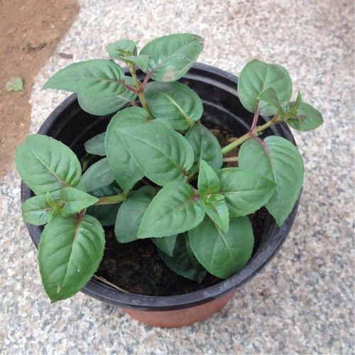 初入5月,阳台盆栽倒挂金钟,如何实现繁花爆盆?