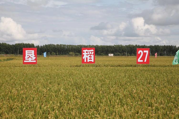 玉杰种子2019优选新品种 垦稻27