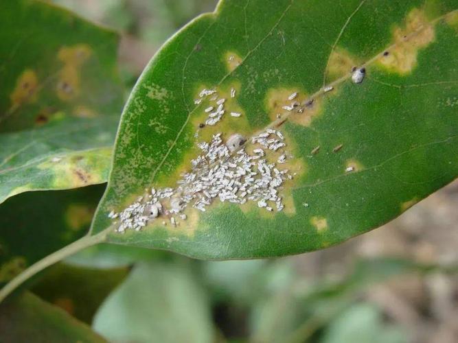 一篇文章讲清楚介壳虫了解这些防治很轻松