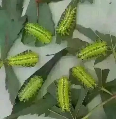 突然有点想吃毛针了,你呢?