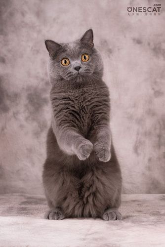 当猫咪站立起来.