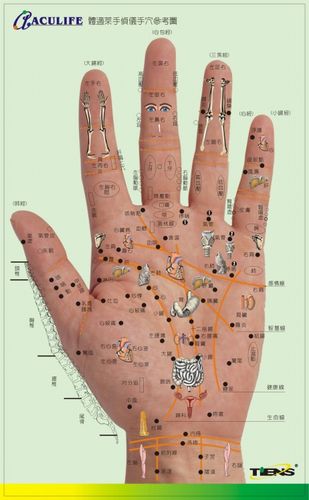 手诊脏腑图2 - 清影 - 清影摇风