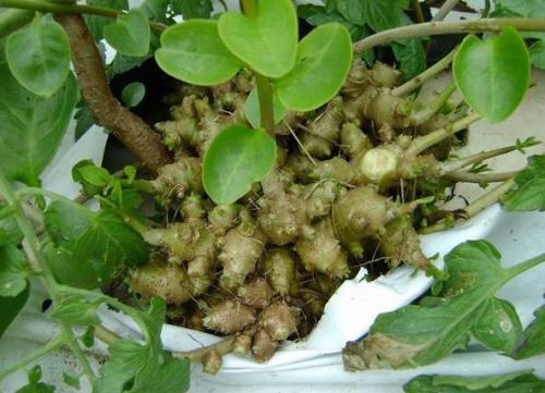 请问藤三七干的多少钱一斤