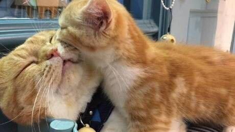 女朋友太粘人了,胖橘一脸的生无可恋!