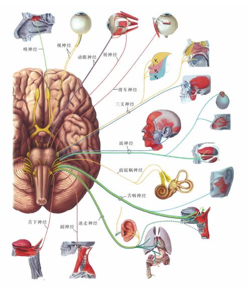 图248 脑神经概况