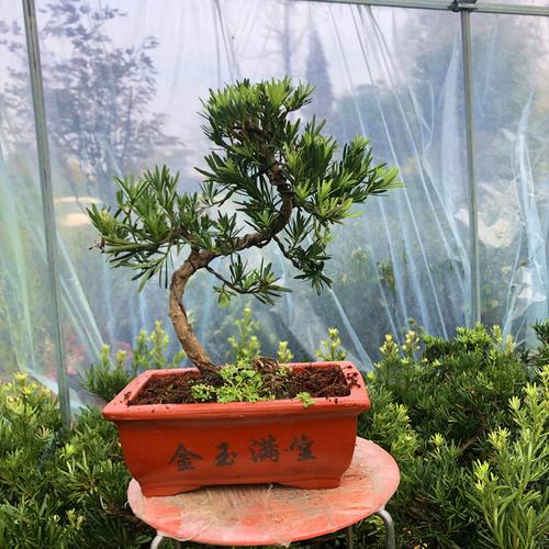 树桩榆树盆栽绿植办公室杨造型松树造型庭院景观七年罗汉松3号不含盆