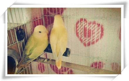 在我国饲养共有3个类型:即黑头牡丹鹦鹉,红牡丹鹦鹉和黄头牡丹鹦鹉